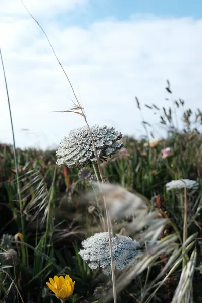 Coastal wildflower medley