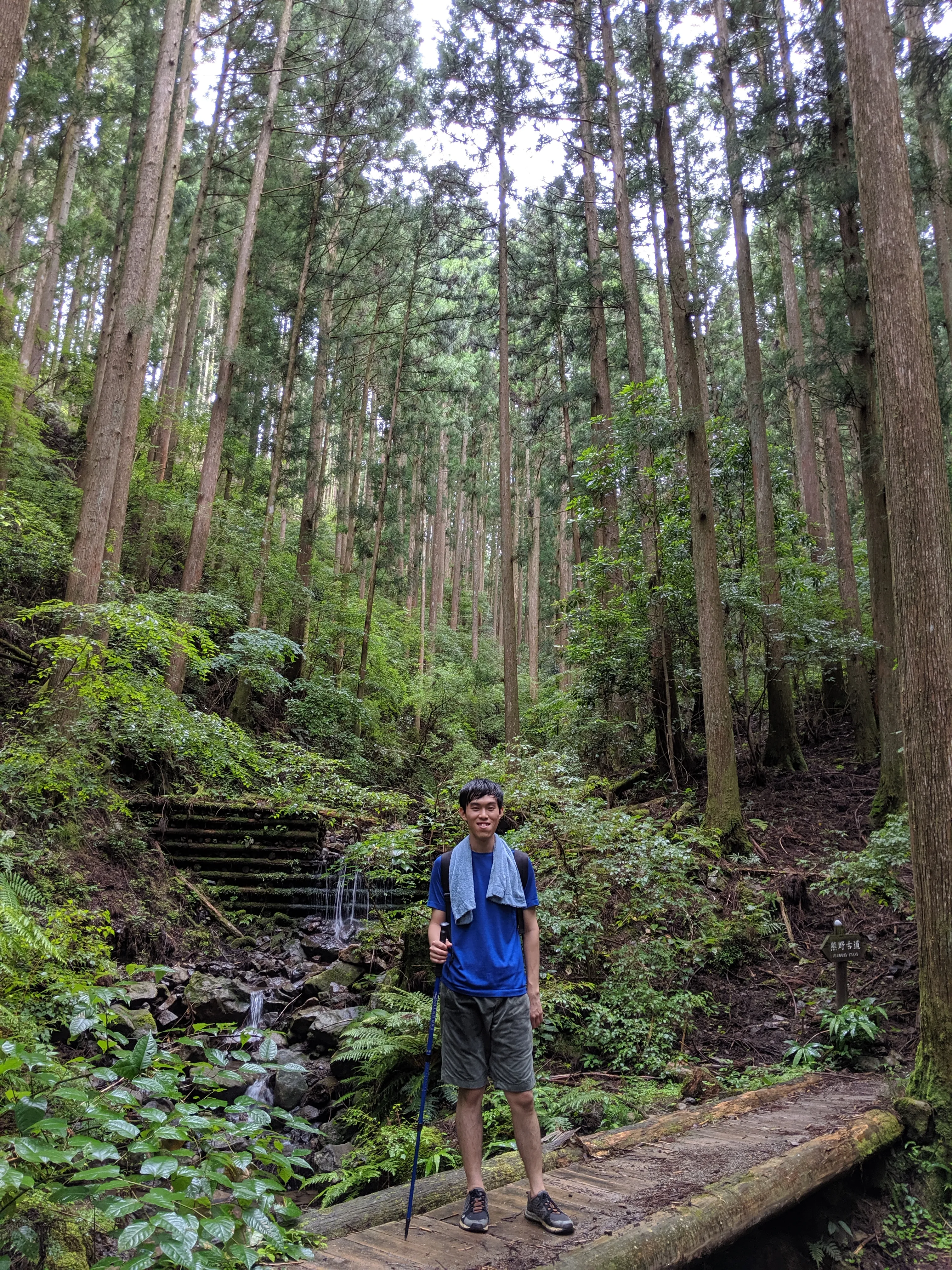 熊野古道茂密的森林